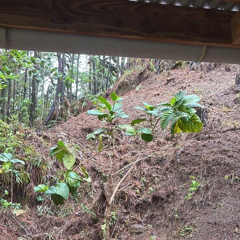 Talus défriché avec de jeunes plants